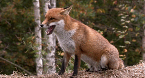 gifs - fox