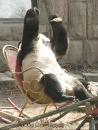 gifs - panda sitting in a chair and rubbing its eyes