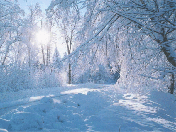 gifs -  sunshine in the middle of a forest during snow