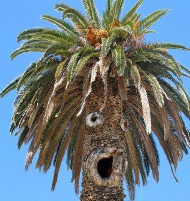 funny palm trees