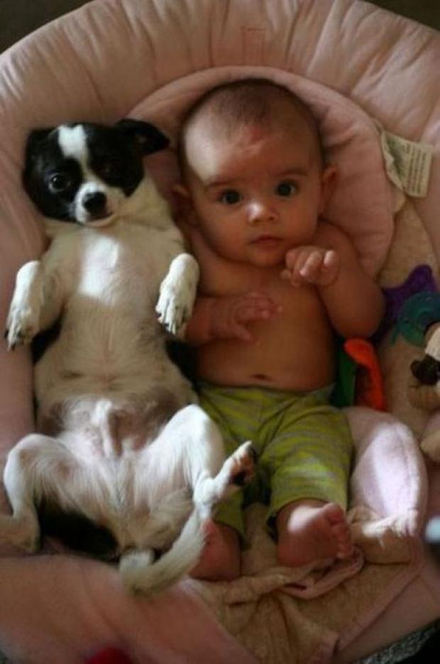 cute dog and baby