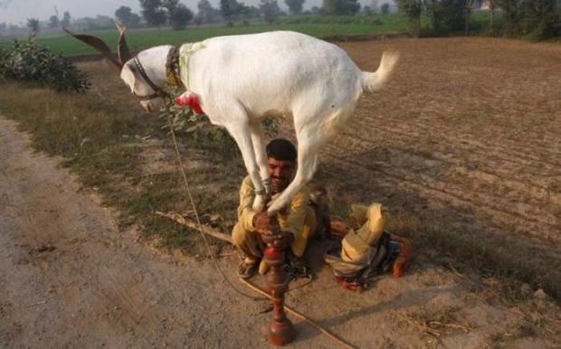 goat balancing