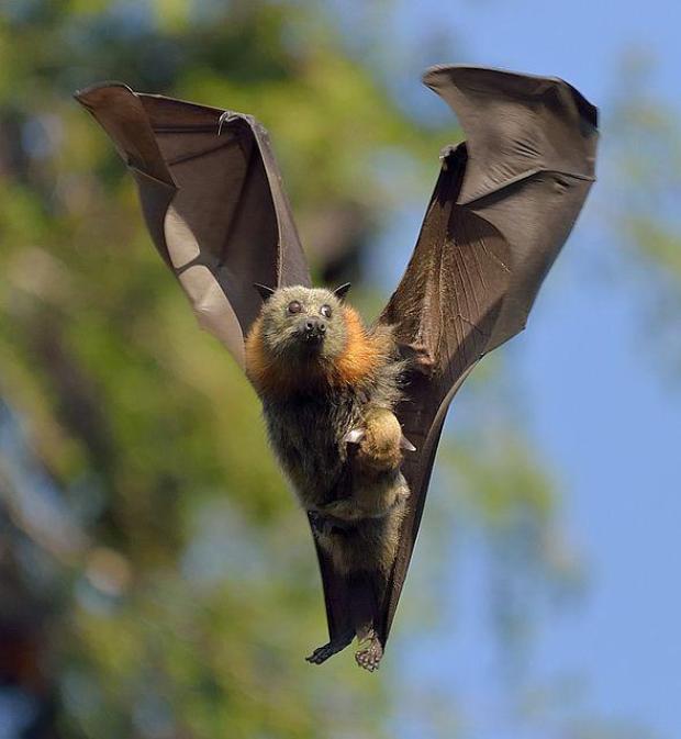 bat flying with baby
