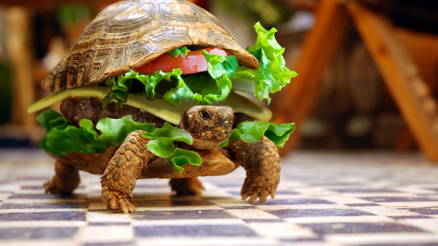photoshop turtle sandwich