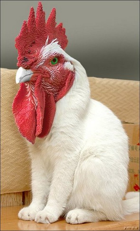 photoshop rooster cat
