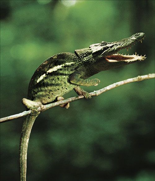 photoshop crocodile chameleon