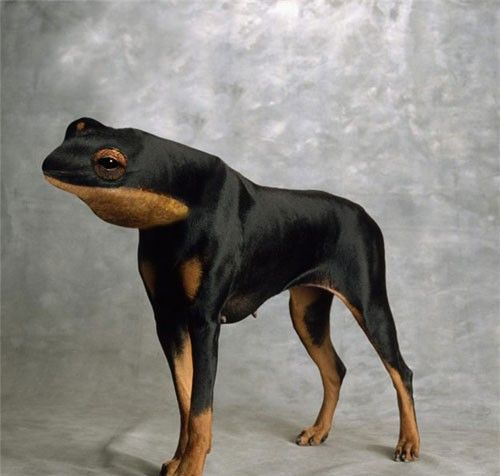 photoshop frog dog