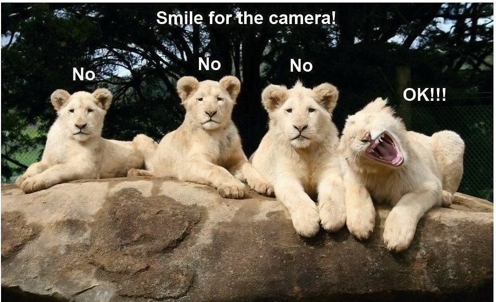 funny wild animal - Smile for the camera! Jano No No Ok!!!