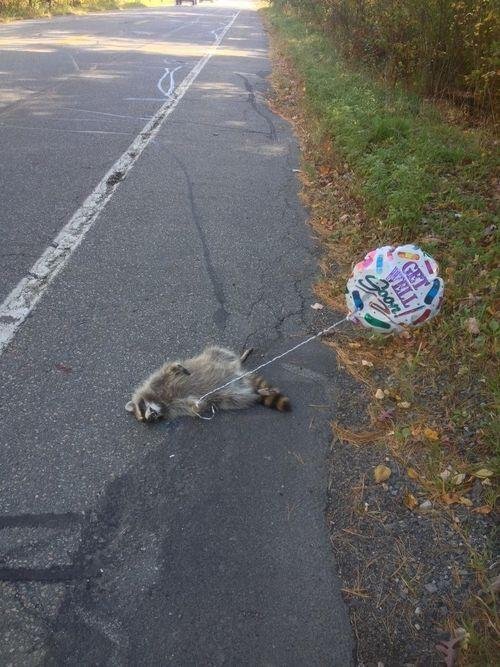 get well soon funny raccoon -