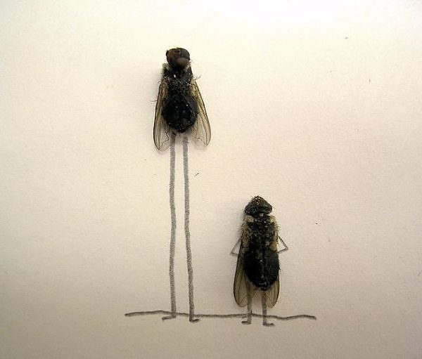 Funny Photos With Dead Flies