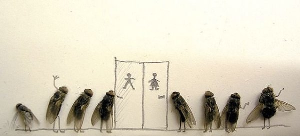 Funny Photos With Dead Flies