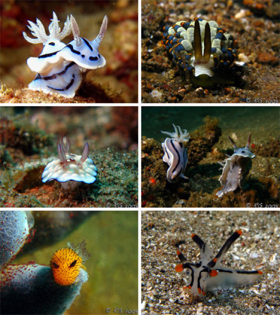 Amazing Sea Slugs
