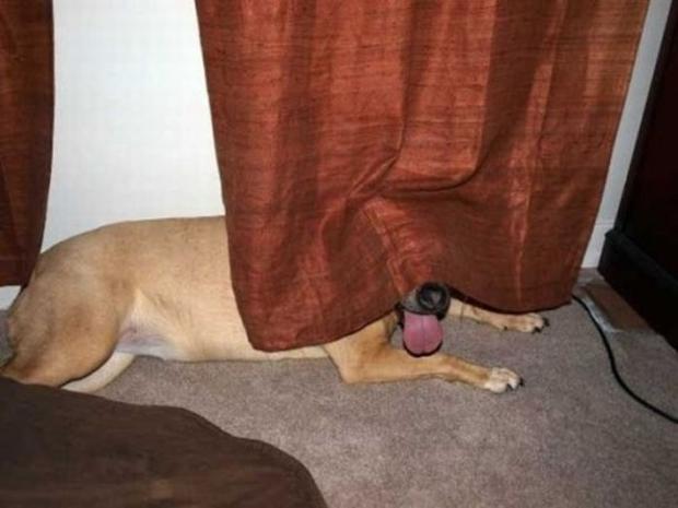 Where is Doggy ??