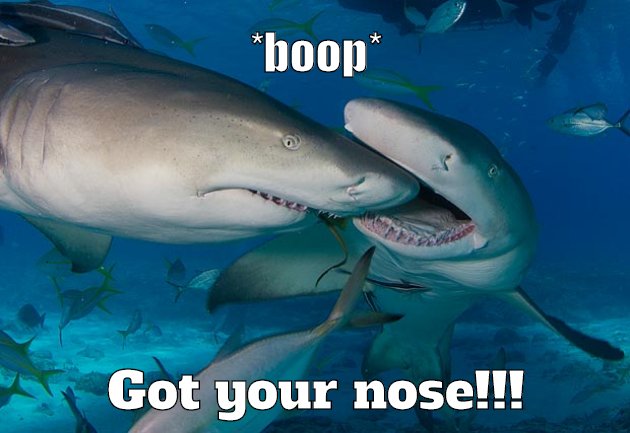 Shark booping nose