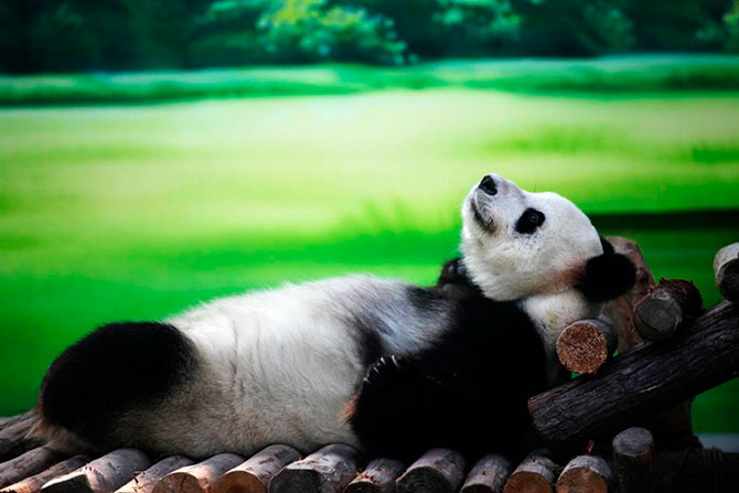 panda chilling
