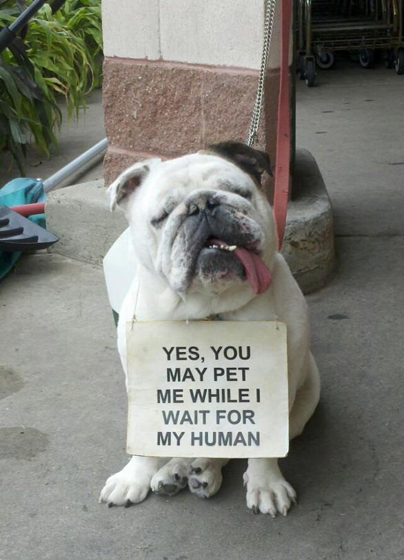 funny doggies - Yes, You May Pet Me While I Wait For My Human