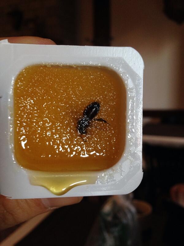 Honey in Sochi Winter Olimpics
