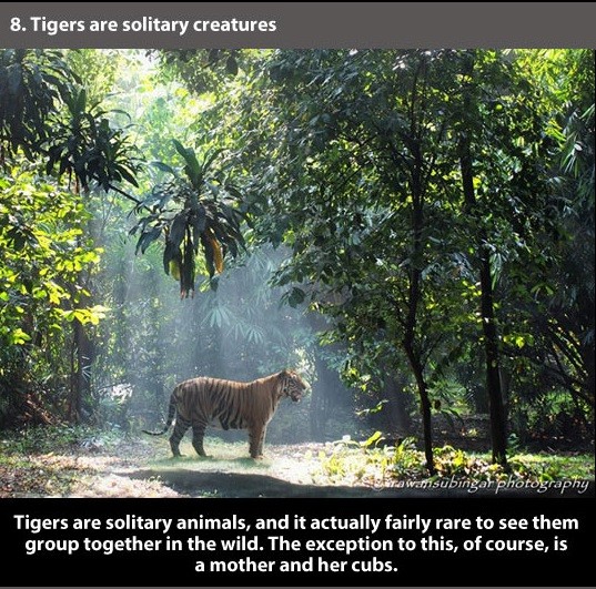 23 Tiger Facts You Should Know!