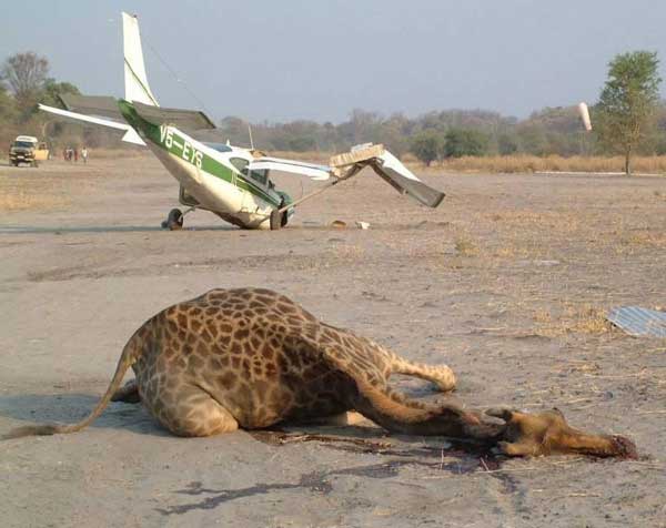 This is what happens when giraffes are on the runway.