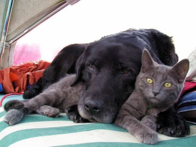 Every Dog Needs A Cat or Every Cat Needs A Dog