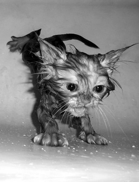 Cat Baths