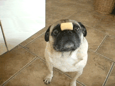 A Gallery of Pug Gifs