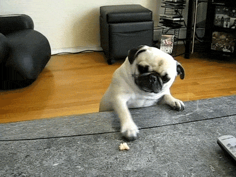 A Gallery of Pug Gifs