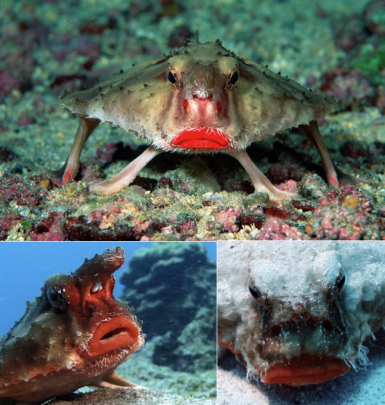 Rosy-lipped Batfish