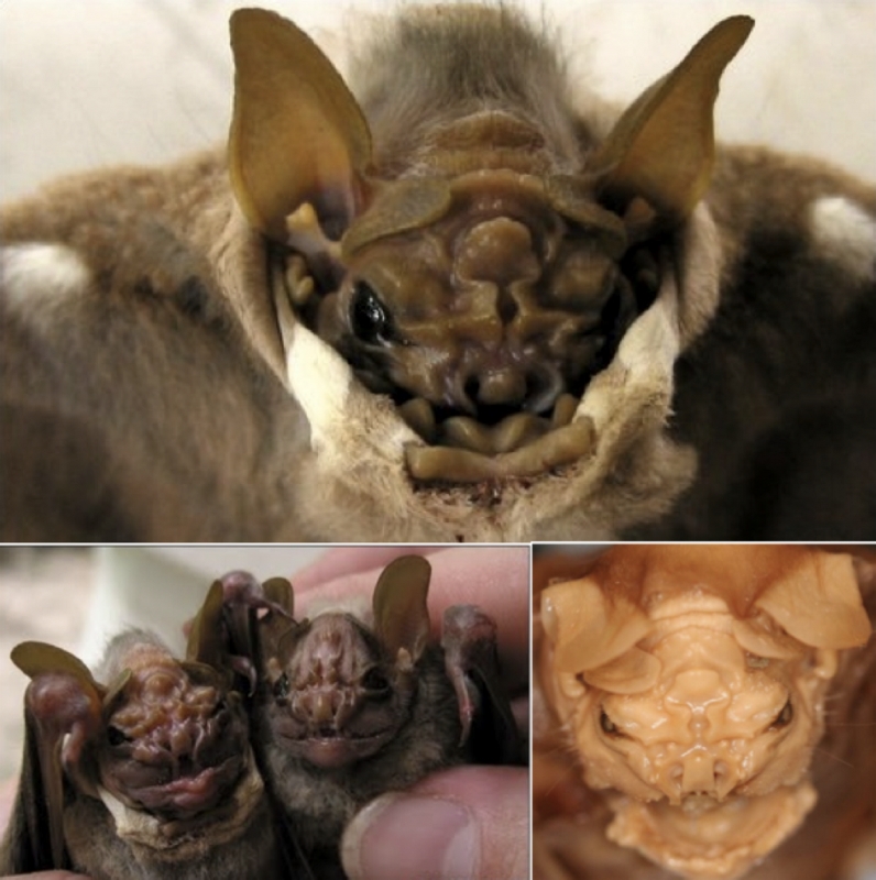Wrinkled Faced Bat