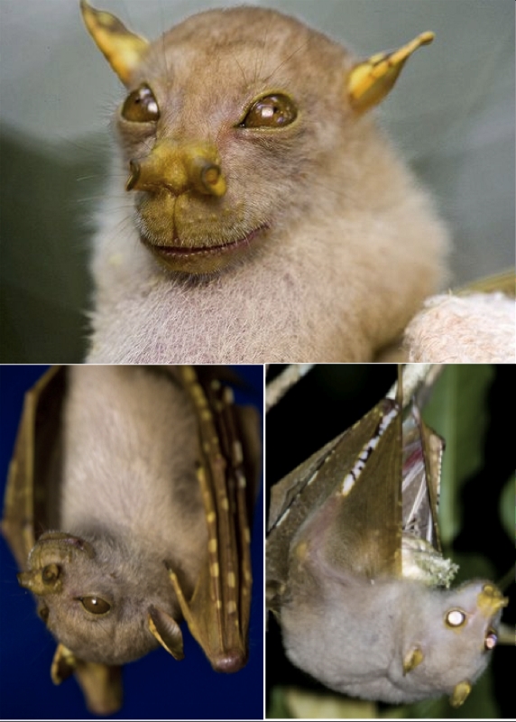 Tube nosed Bat