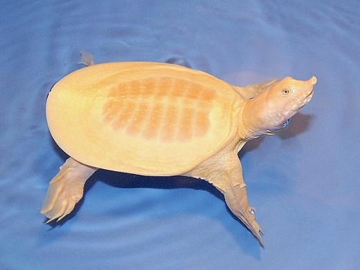 Soft shelled Turtle