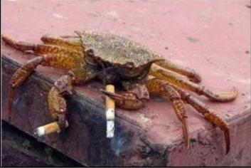 Smoking crab smoking his worries away