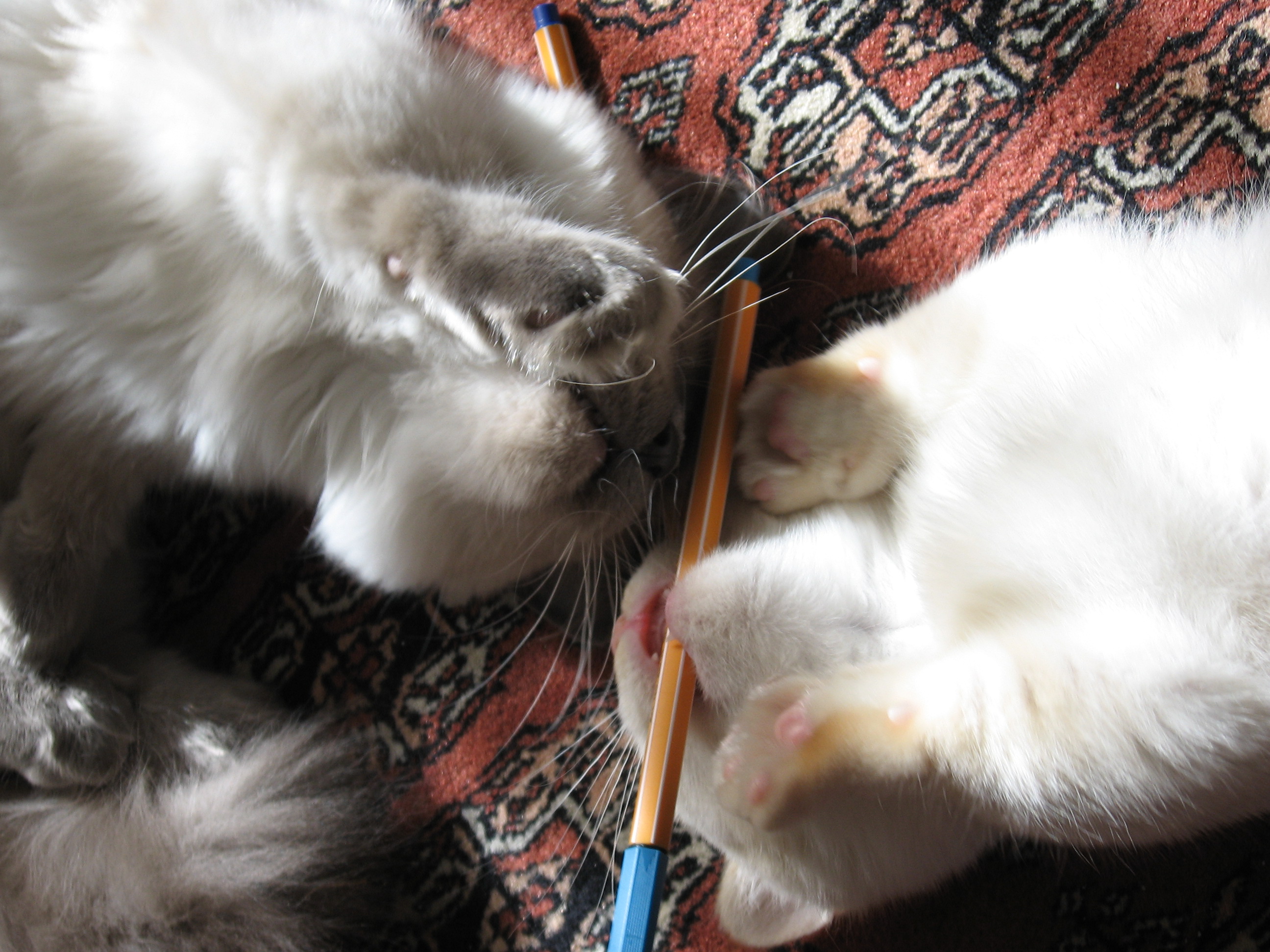 don't chew the pencils Picture eBaum's World