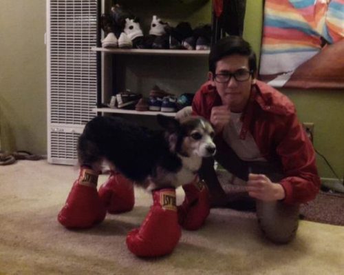 dog boxing gloves