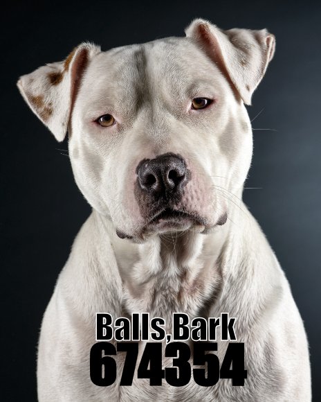Mr. Bark Balls