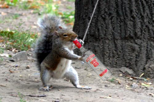 drunk squirrel meme