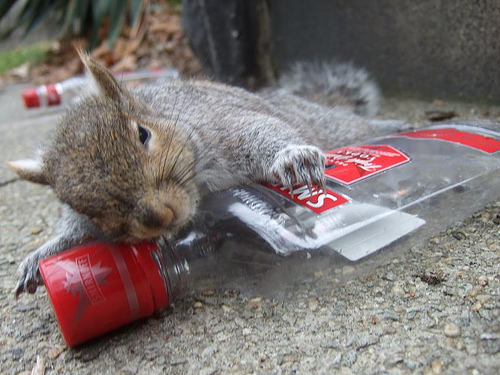 drunk squirrels.