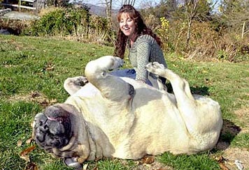 huge animals
