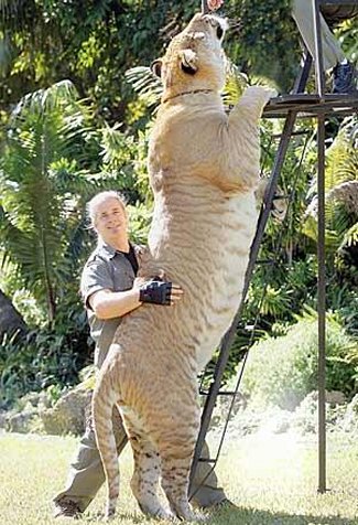 huge animals.