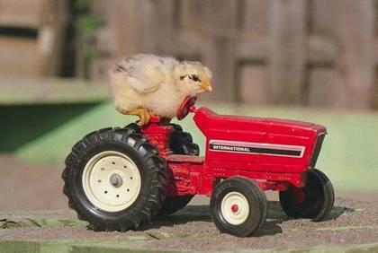 Proven fact that tractors really are chick magnets. . . .