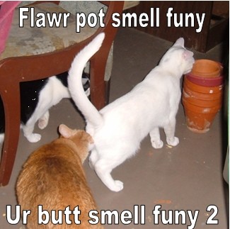 My LOL Cats 1