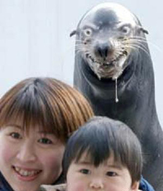 the Cujo of seals