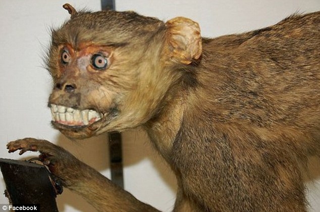 ANIMALS THAT WILL GIVE YOU THE CREEPS...!!!