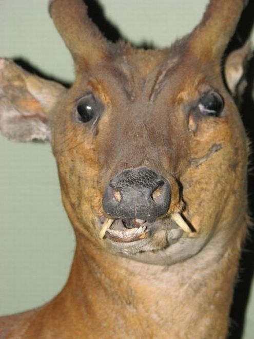 ANIMALS THAT WILL GIVE YOU THE CREEPS...!!!