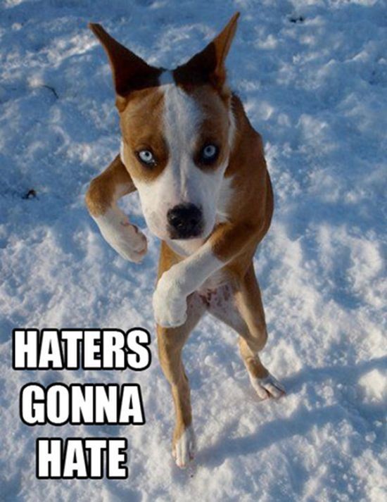 The Best Of Haters Gonna Hate