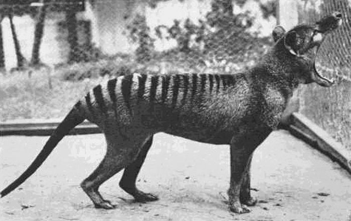 The last known Tasmanian Tiger photographed in 1933.  The species is now extinct.
