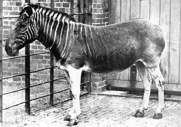 The only photograph of a living Quagga from 1870.  This species is now extinct