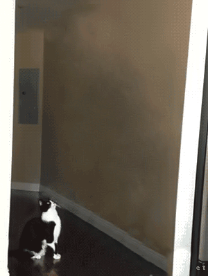 flying saucer cat gif
