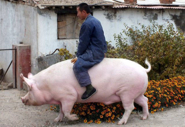 man with a pig - Bo