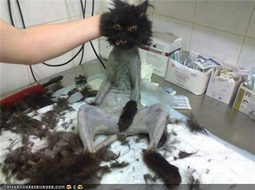 Shaved Pussy Gallery - Happy Caturday!!!